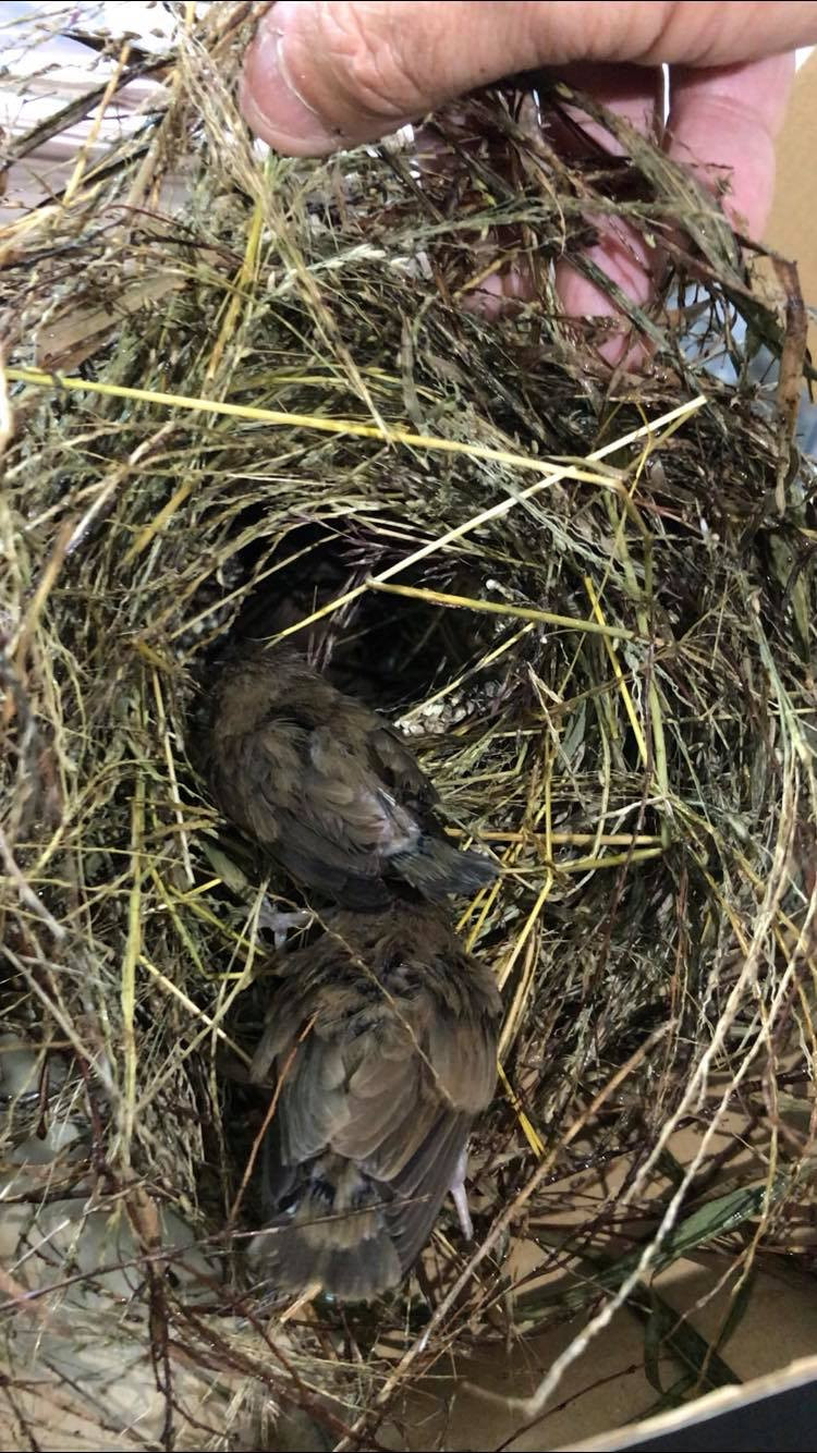 The nest of baby birds at Cairns Local News. Two babies had fallen out and were placed at the entrance of the nest and crawled back inside. Photo: Tanya Murphy