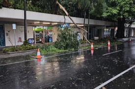 A tree fell from the Hilton Hotel.