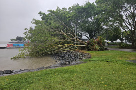 A fallen tree near the Cairns Lagoon. Picture: Nick Dalton