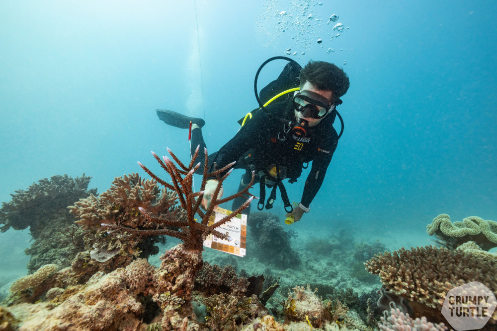 dr-dean-miller-doing-coral-watch-monitoring-web.jpg