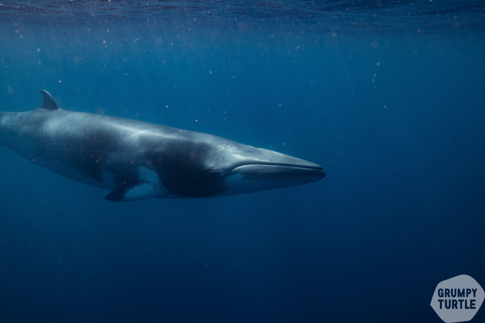 dwarf-minke-whale.jpg