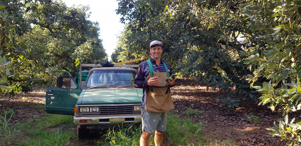 Cairns local Simon Uren working as an avocado picker