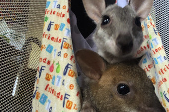 Best Buddies: Opal the Agile Wallaby and Patrick the red legged pademelon are ready for life in the wild.
