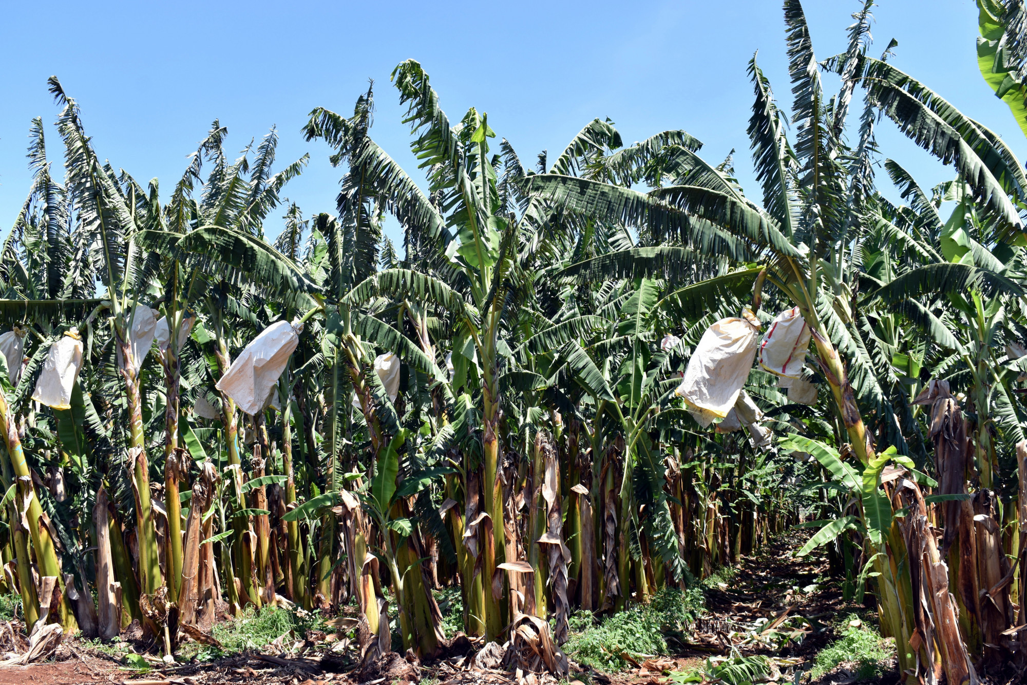 Panama disease tropical race 4 confirmed on Far North Queensland banana property - feature photo