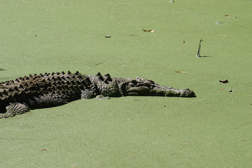 Scientist urges calm on croc hysteria - feature photo