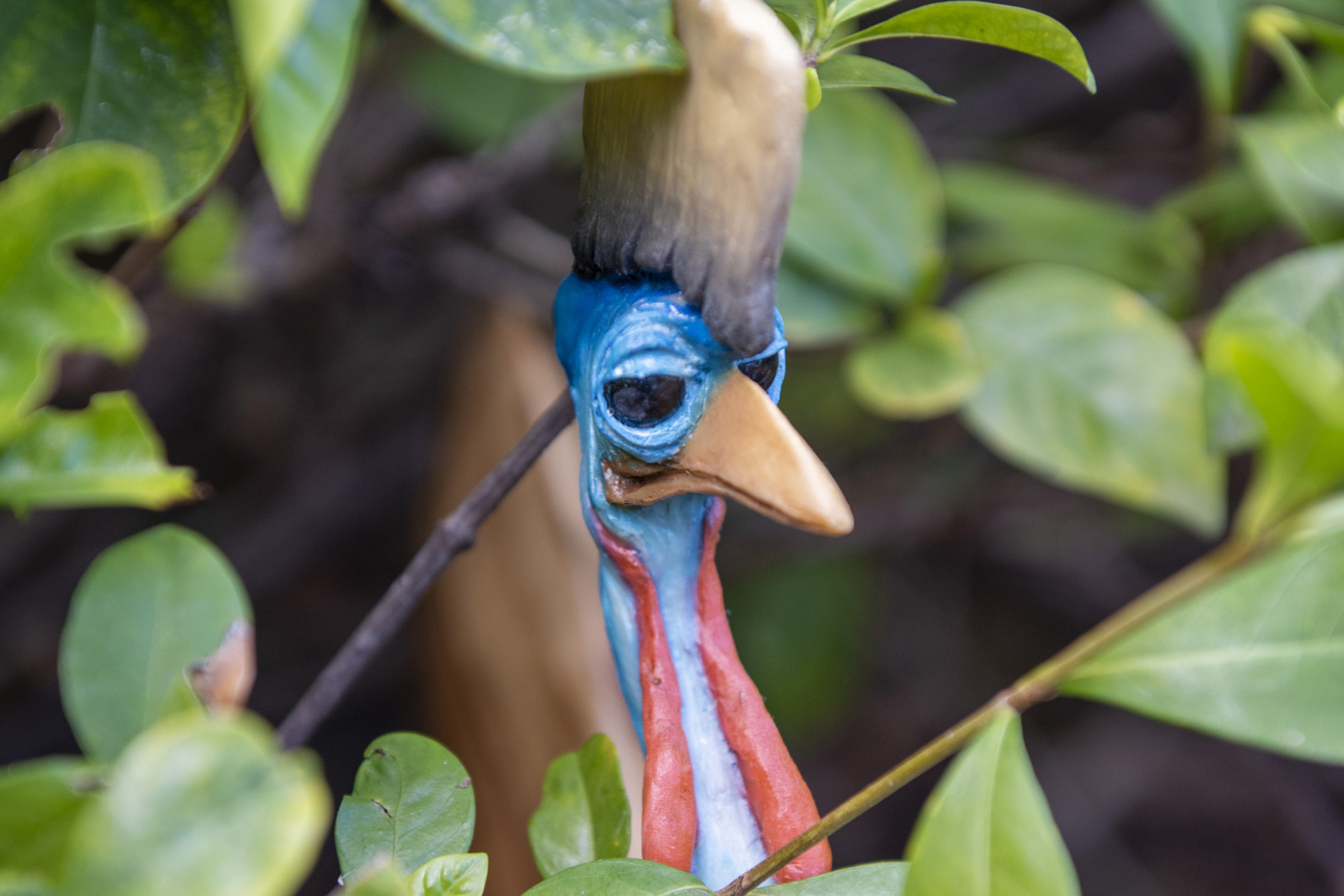 Cassowary Awards are back, time to nominate our Wet Tropics champions - feature photo