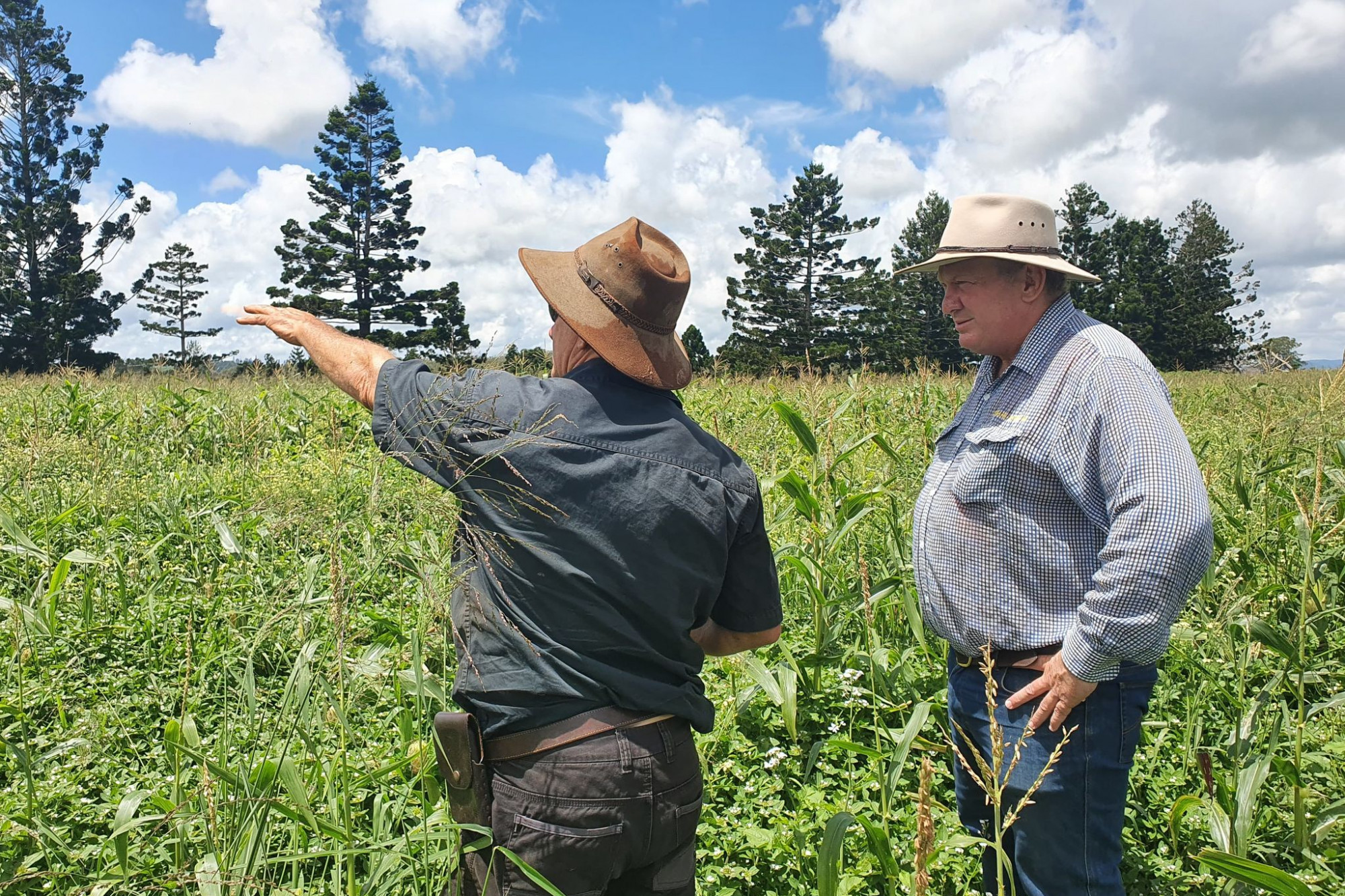Member for Hill Shane Knuth and Atherton maize farmer Jeff Reisen inspection a maize crop that has been attached by Fall Army Worms on East Barron Road. PHOTO: Supplied