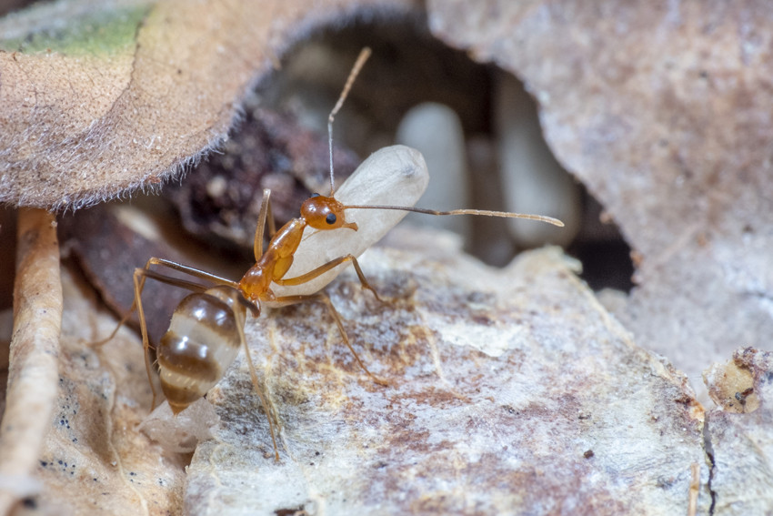 Yellow Crazy Ant Community Taskforce Launch Website - feature photo