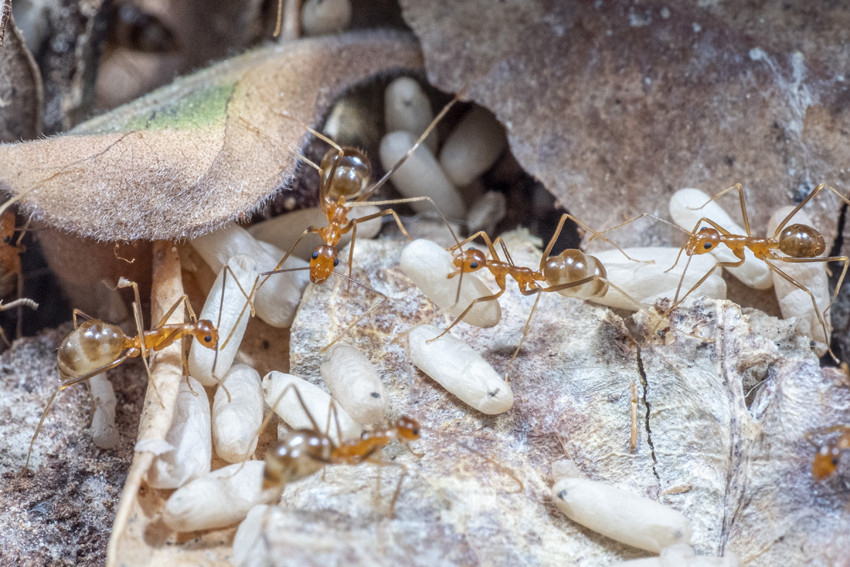 Motherhood makes crazy ants lazy - feature photo