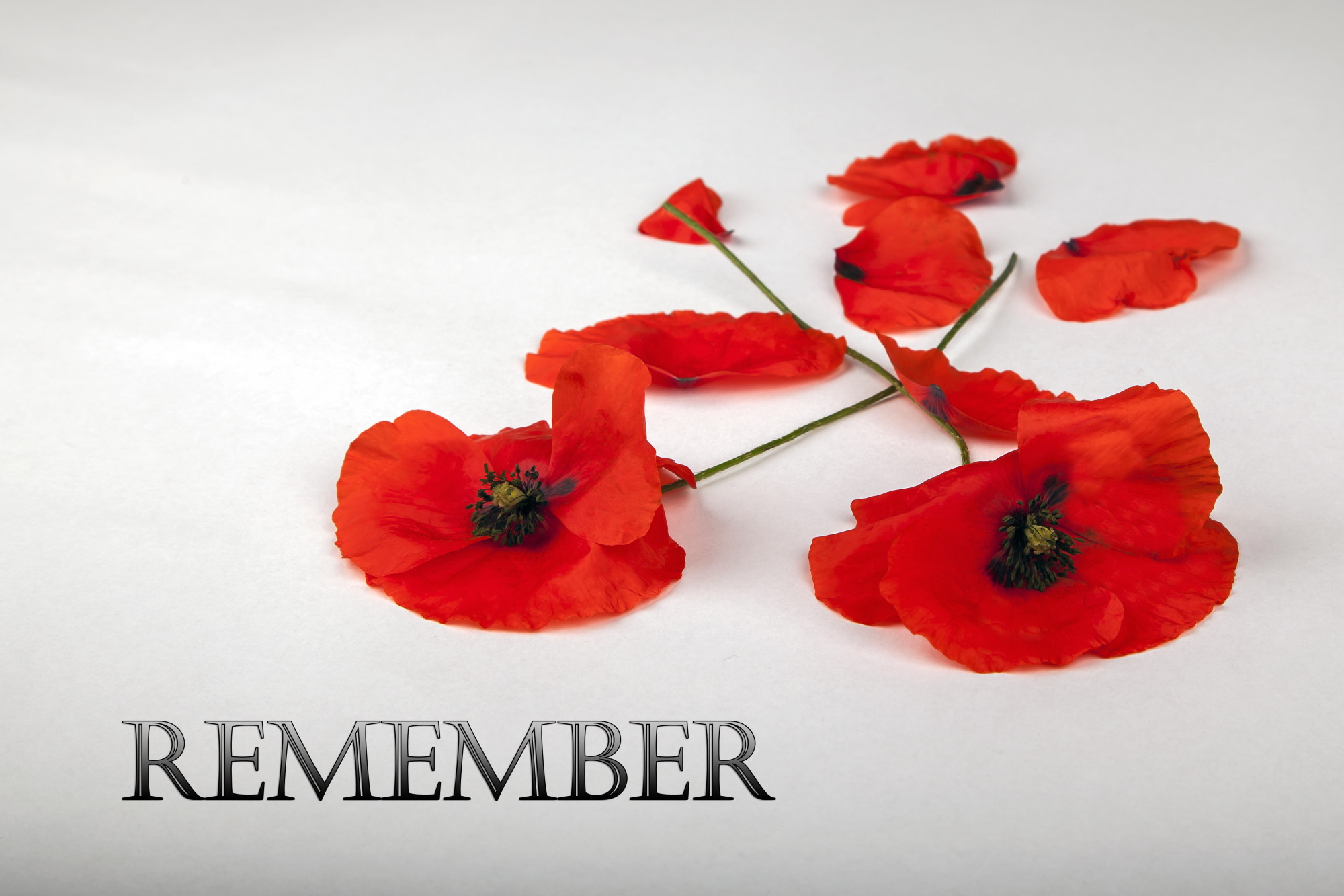 EDITORIAL: Lest we forget - feature photo