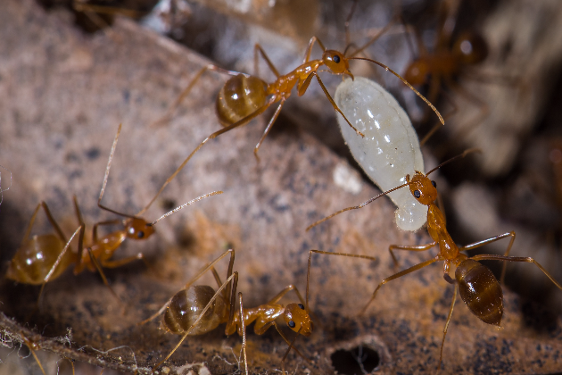 Annual yellow crazy ant survey blitz biggest yet - feature photo