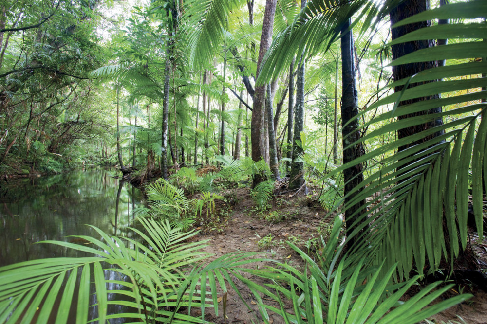 daintree-rainforest2—web.jpg