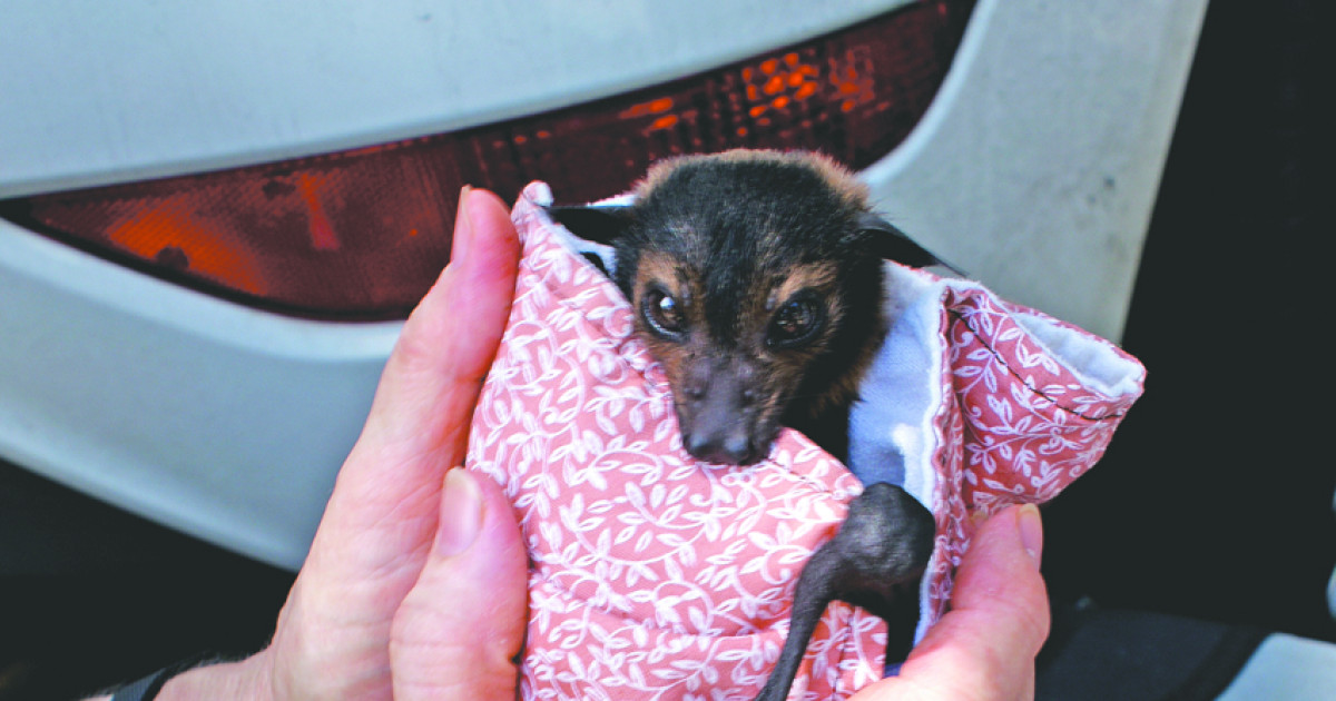 Using baby bats as bait: Cairns council tries new tactic to lure flying fox  colony out of CBD - ABC News