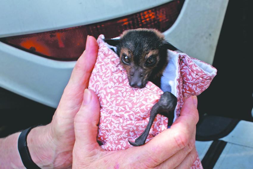 Rescued pup: A bat pup that was abandoned by its mother during the dispersal program. PHOTO Peter McCullagh
