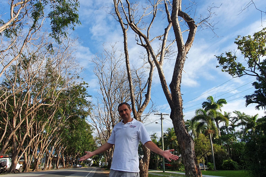 High tree-son in Port Douglas - feature photo