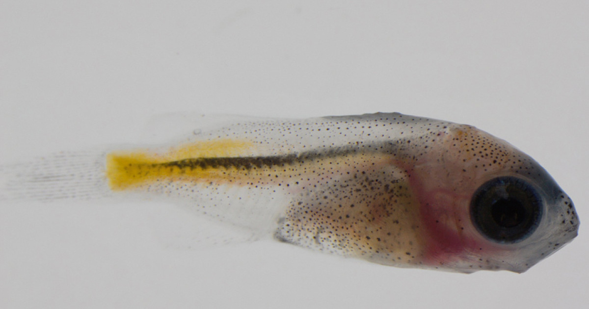 Baby reef fishes swim for gold Cairns Local News Free to read No