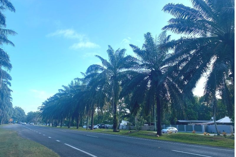 Preserving the Avenue of Palms - feature photo