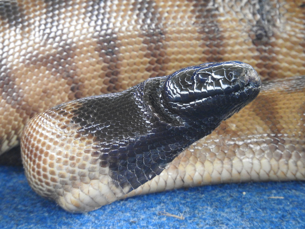 black-headed-python-(1)-web.jpg