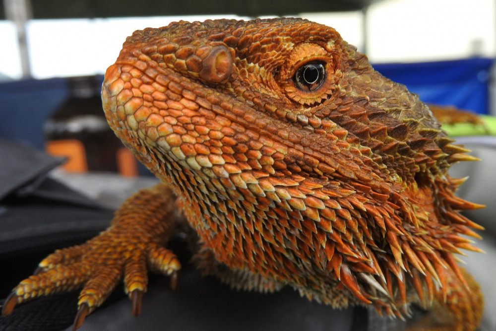 Cold-blooded fun at the ‘Radical Reptiles’ show - feature photo