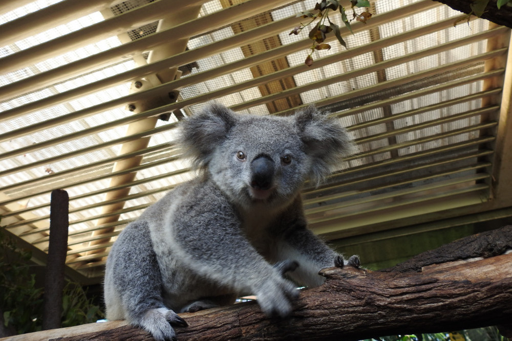 Lulu the koala in Cairns at the Cairns Zoom and Wildlife Dome PHOTO: Peter McCullagh
