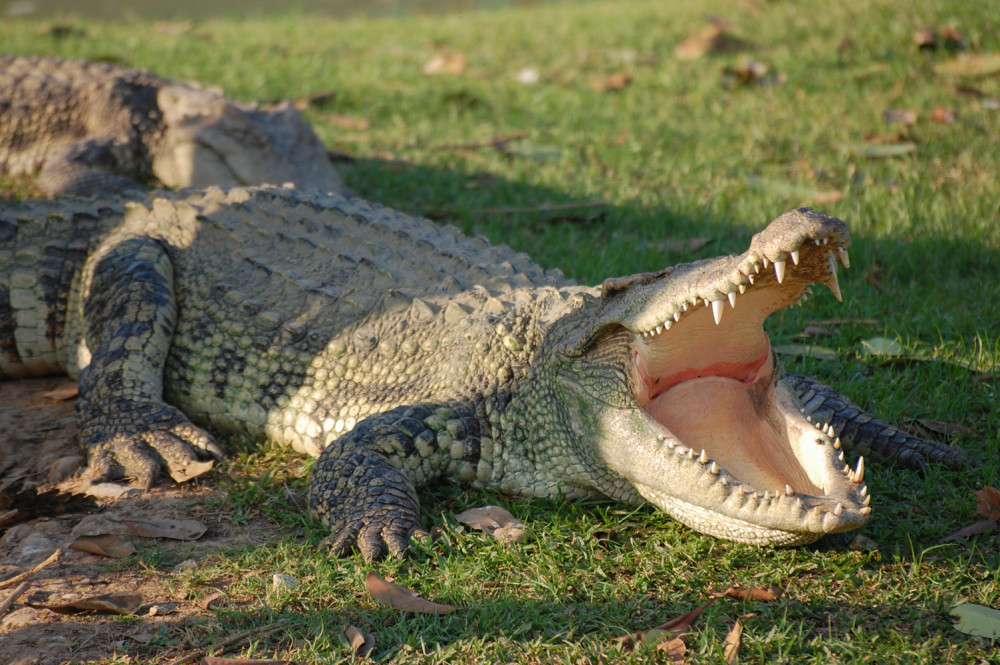 big-croc-mouth-open.jpg
