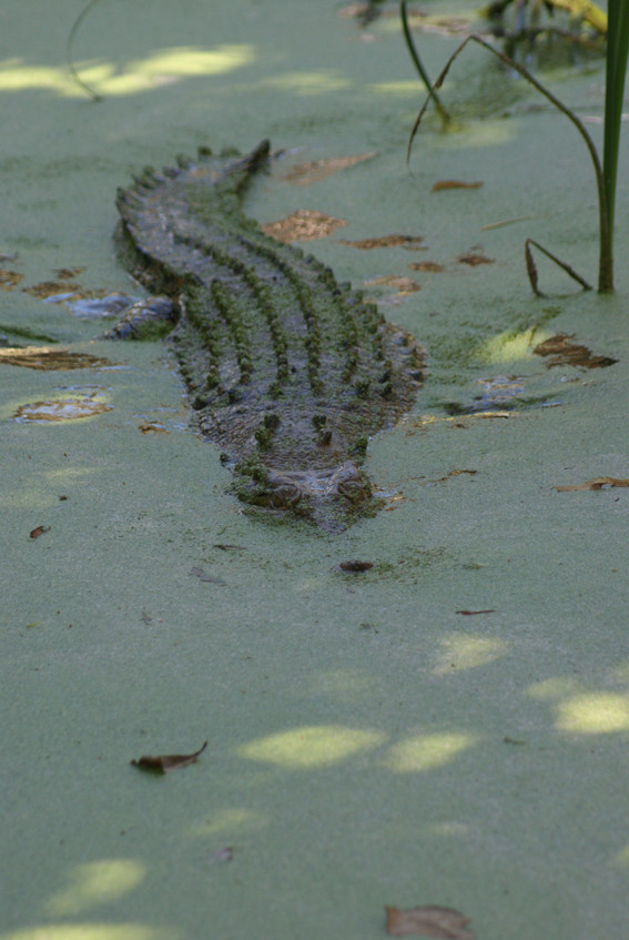 croc-in-pond.jpg