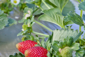 qsga-strawberries-fran-flynn01.jpg