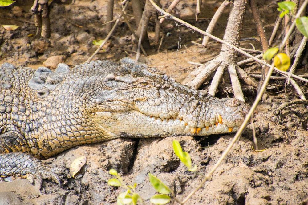Snapping Croc Tours in Innisfail