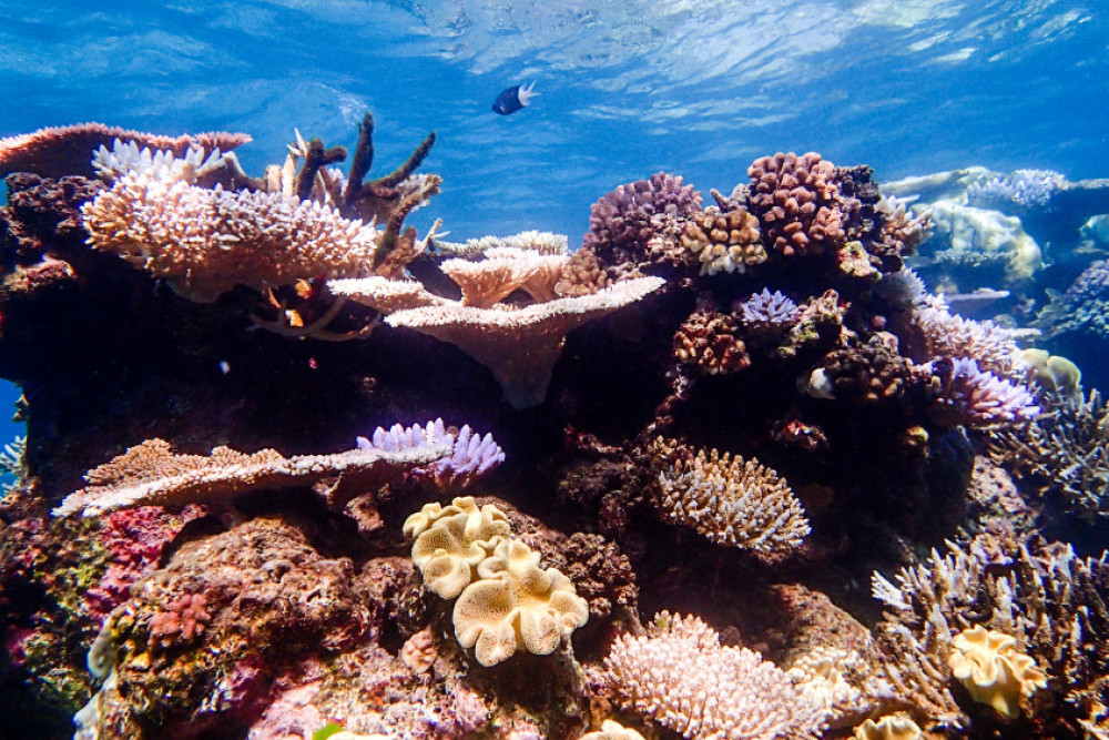 Corals more resilient to climate change - feature photo