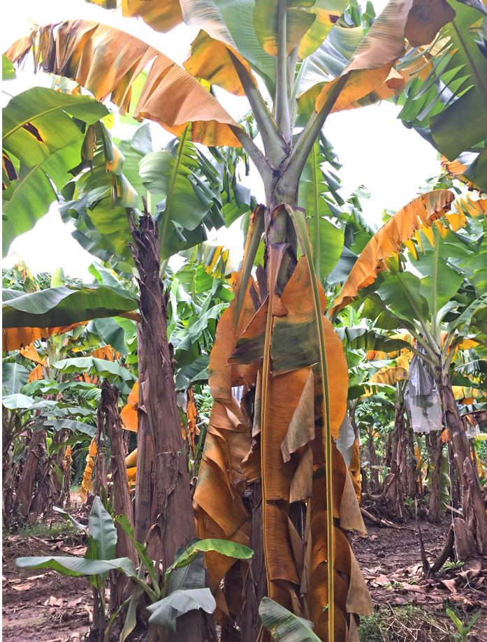 Sick banana plant with Panama TR4