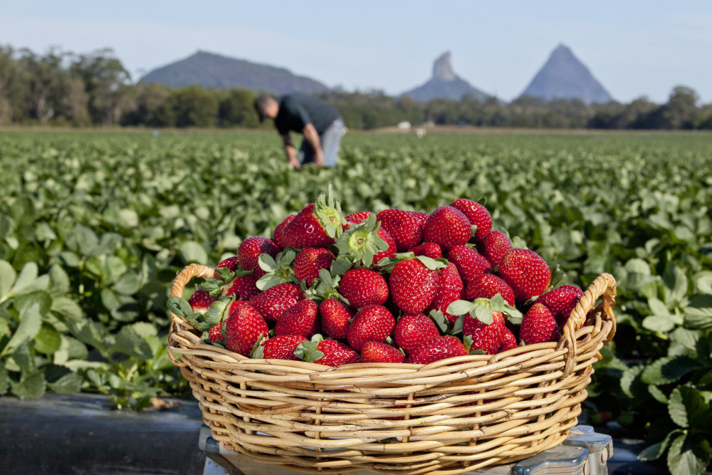 Queensland Strawberry Peak Season - feature photo