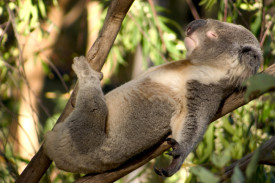 koala-1.jpg