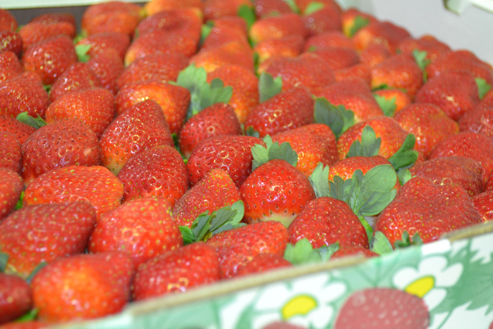 qsga-strawberries-jer5.jpg