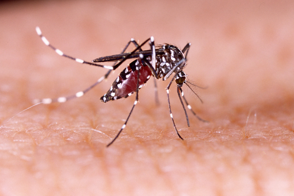 An end to dengue fever in sight - feature photo
