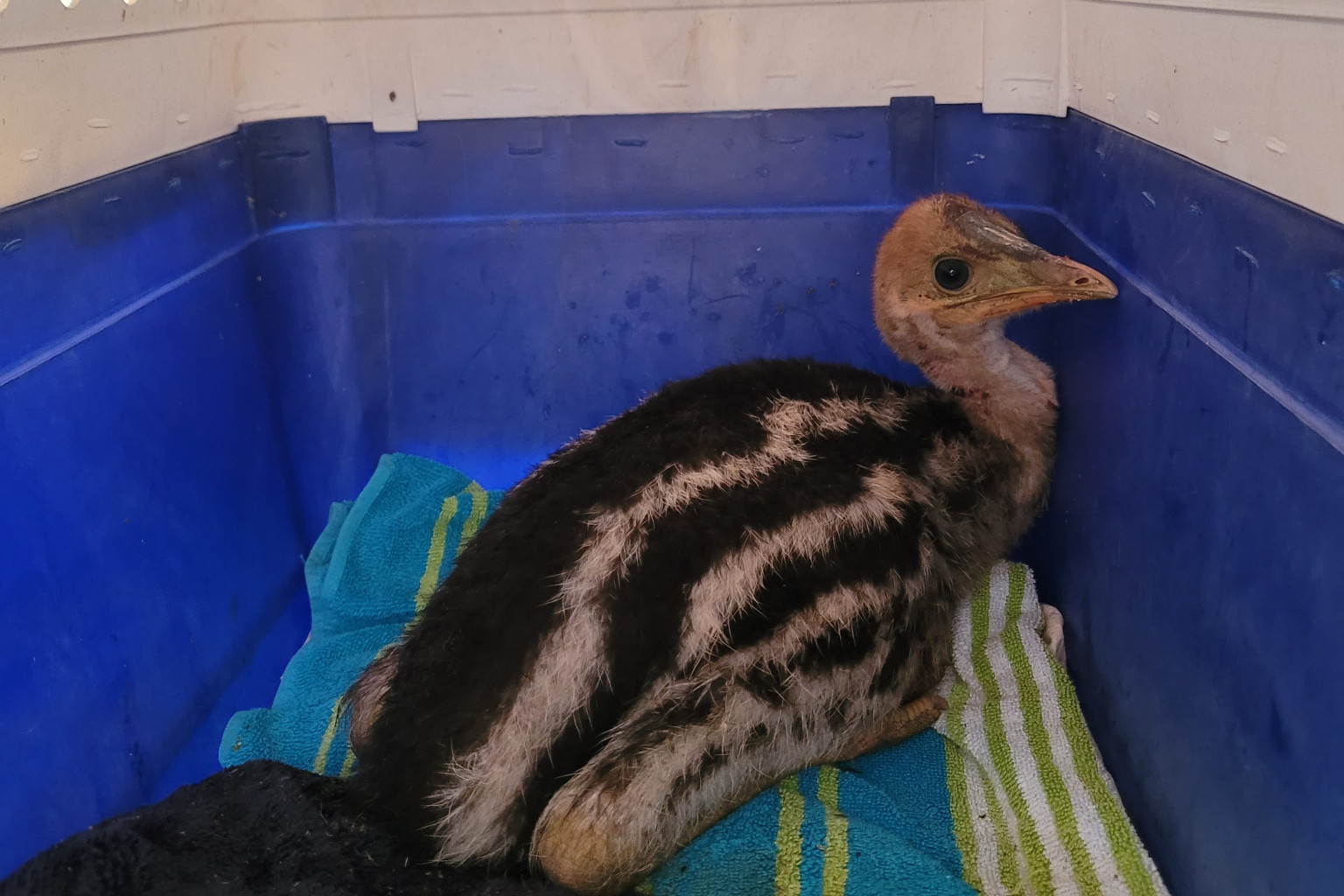 Injured chick reunited with dad - feature photo