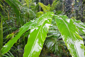 rainforest.jpg