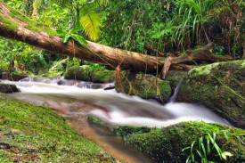 rainforeststream.jpg