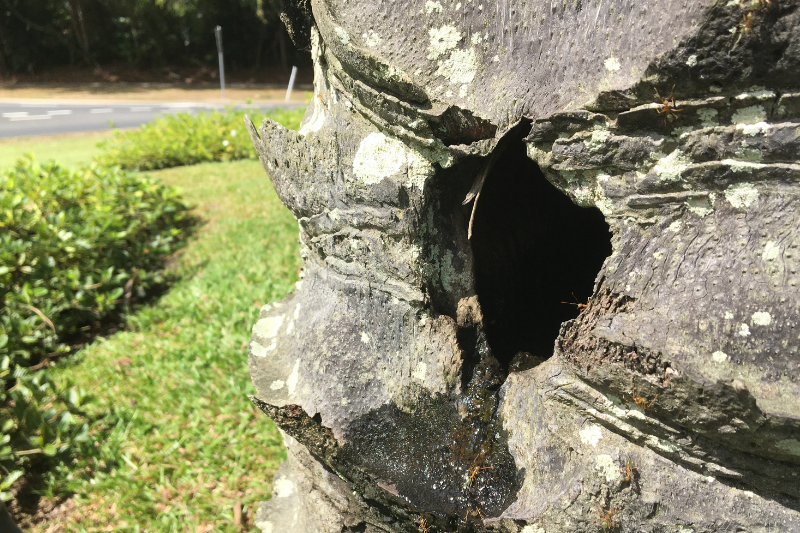 Tree Works Notification – Multiple Locations On Port Douglas Rd - feature photo