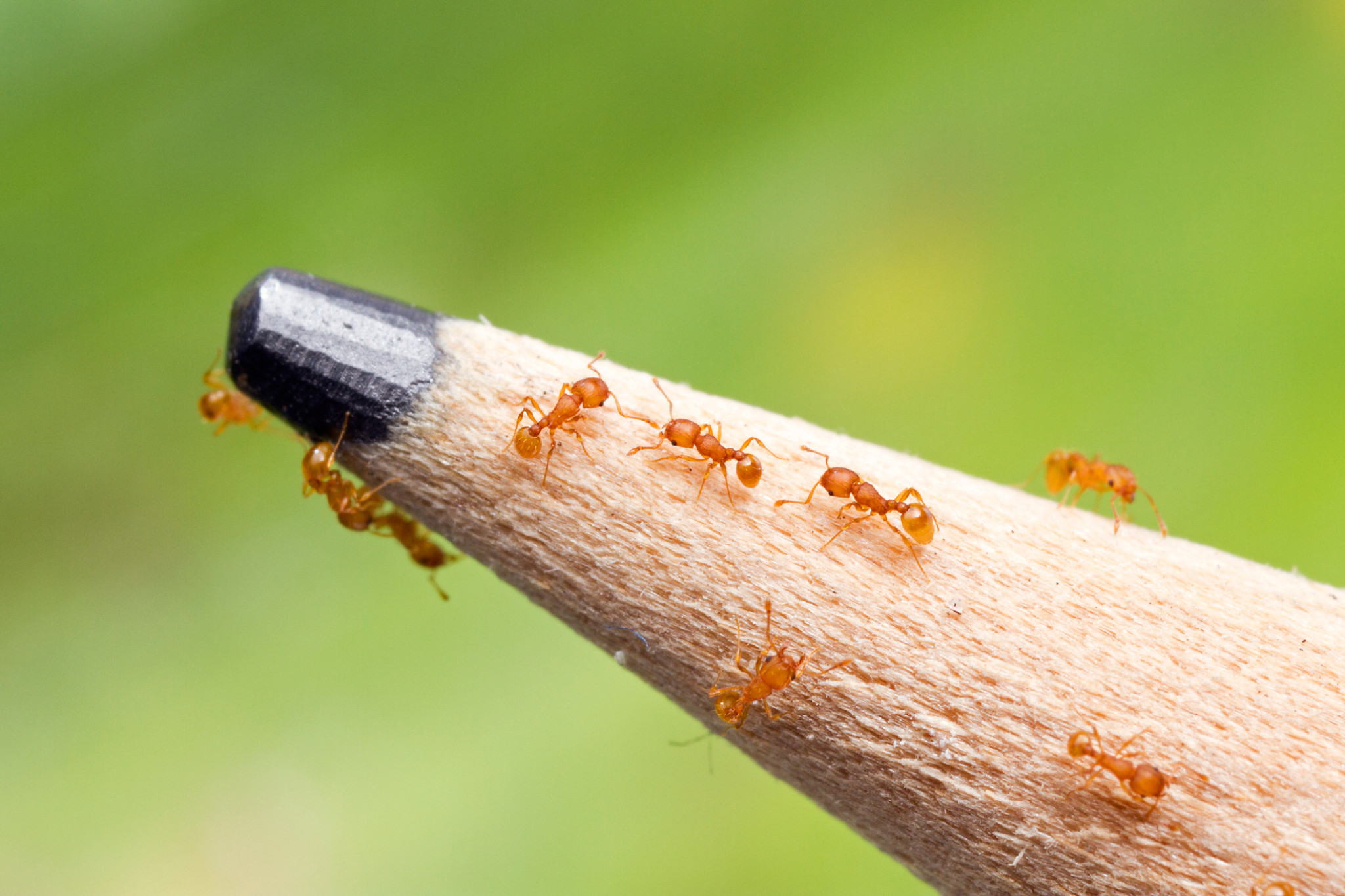The pesky electric ant is found across the Far North. Picture: Alex Wild