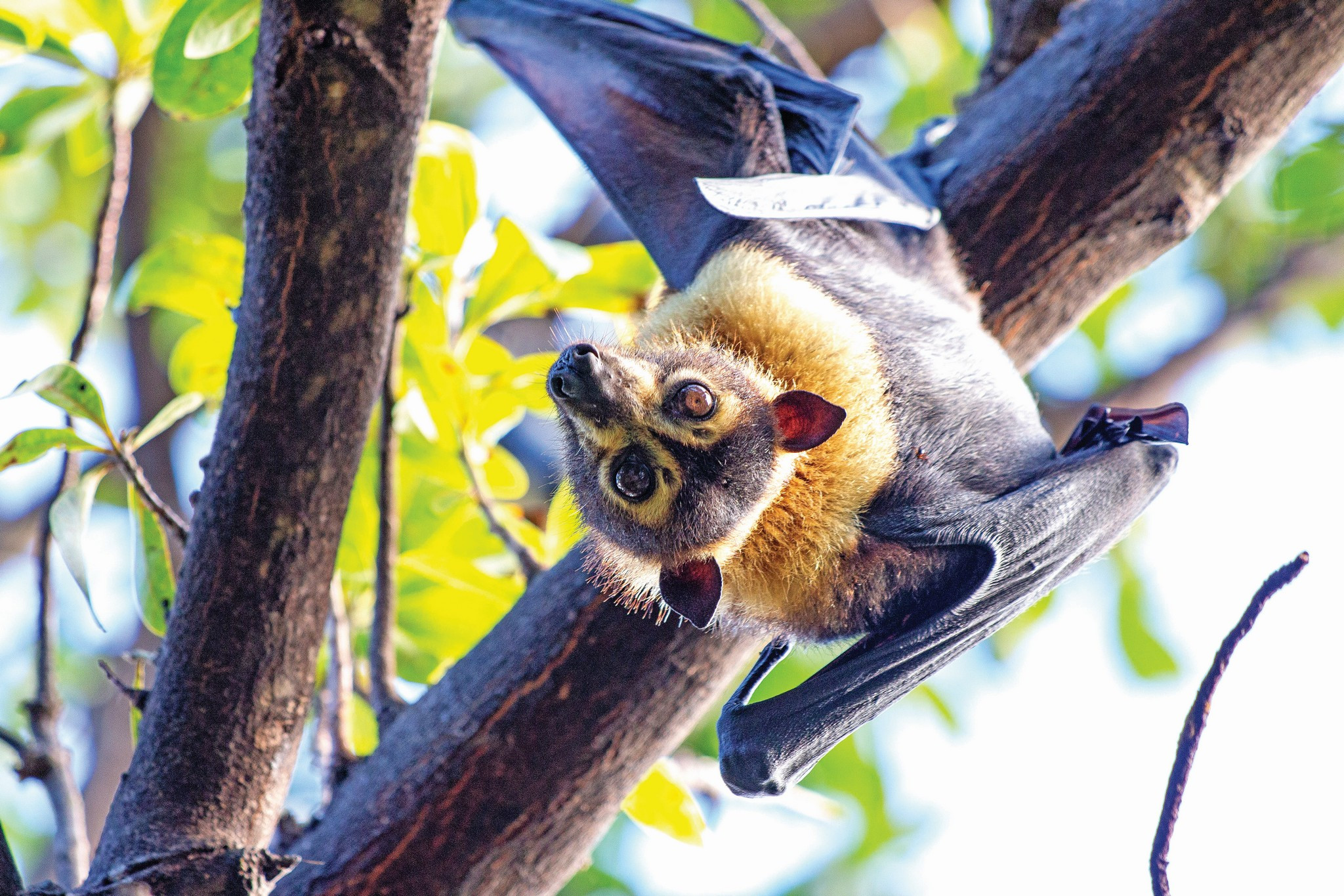 Flying Fox Relocation Extended - feature photo