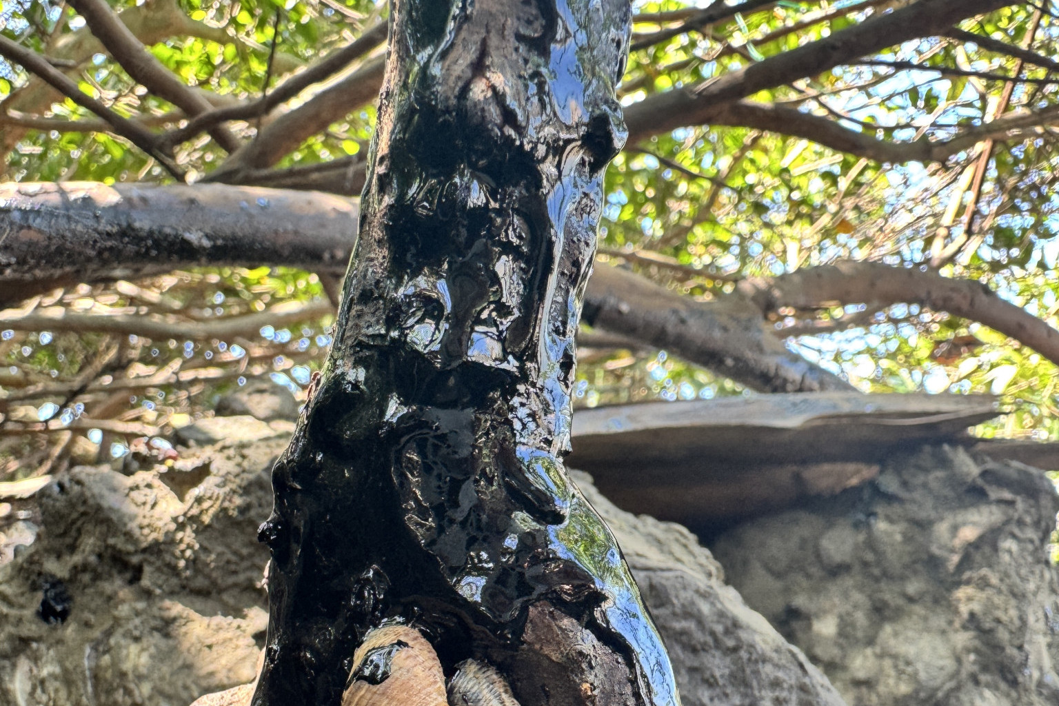 Black bitumen stuck to the mangroves in Trinity Inlet. Picture: Tanya Murphy/Australian Marine Conservation Society.