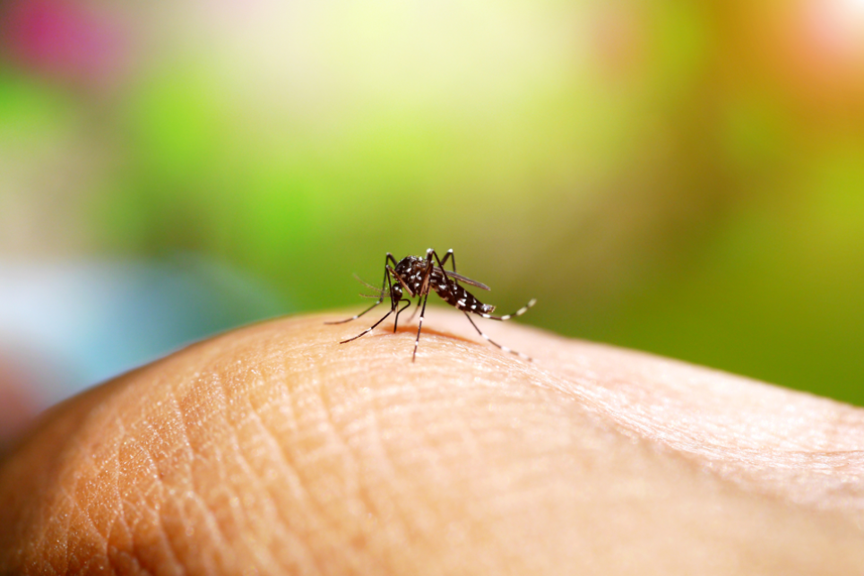 A dengue mosquito. The Far North has recorded its first dengue fever case in 10 years. Picture: iStock