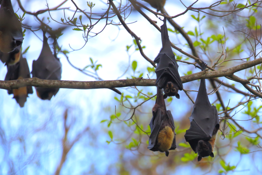 Spectacled flying-foxes are an endangered species. Picture: Noel Preece