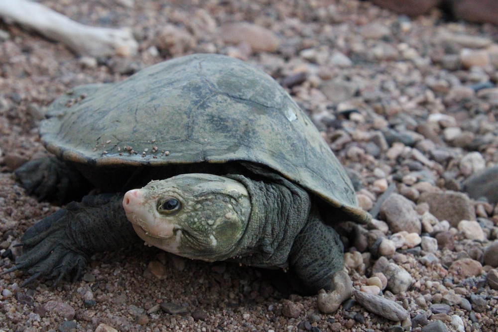 Irwin Turtle-image by Lorelle McShane