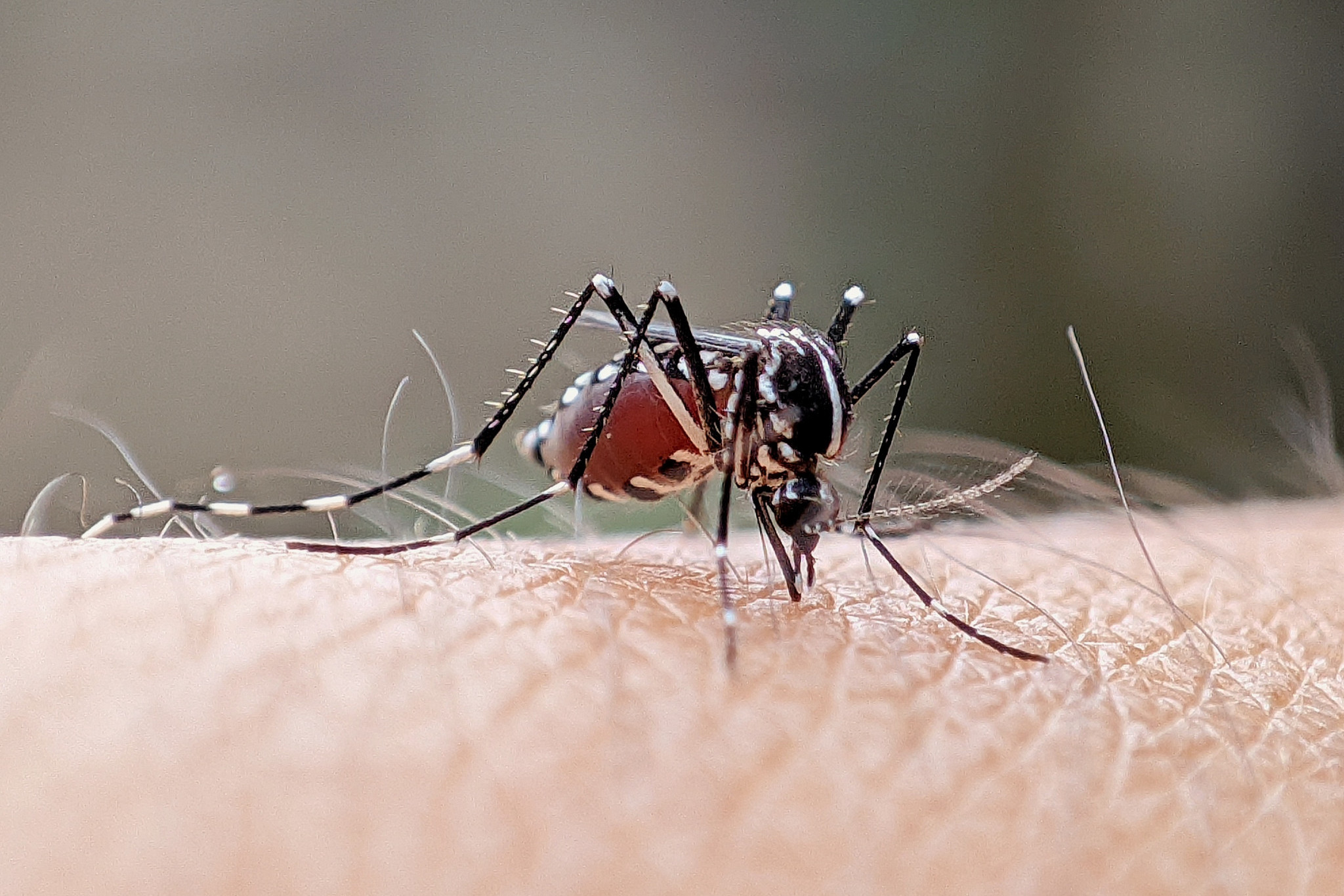 Dengue fever warning - feature photo