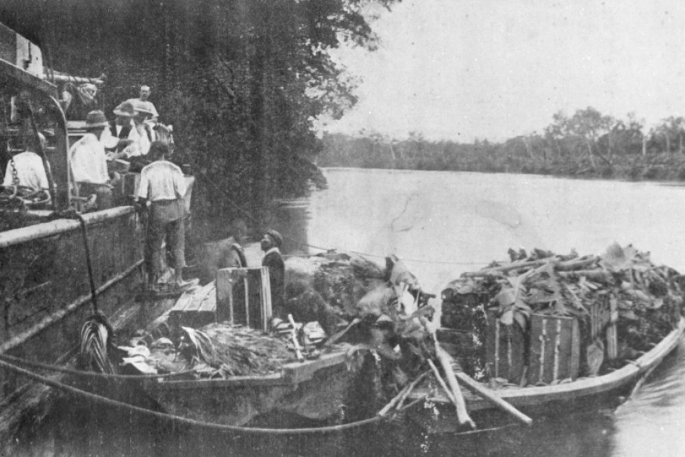 Bananas being loaded from the Tully River c. 1907, courtesy State Library of Queensland.