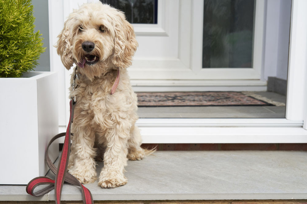 CBD to be dog-friendly - feature photo