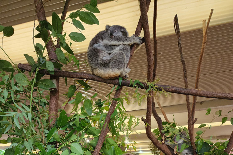 Proud Wildlife Habitat general manager Clare Hunt stands below newest joey Jarrah and mum Lulu. Picture: Gary ‘Gazza’ McIlroy