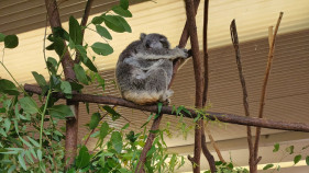Music and koala raise spirits