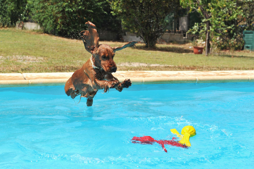 Owners should always supervise their dog in a private pool. Picture: iStock/cynoclub